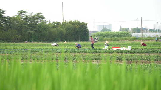 农民田间劳动种植蔬菜