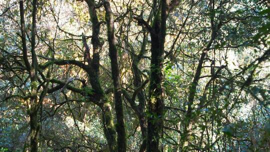 森林树林丛林光影秘境视频素材模板下载