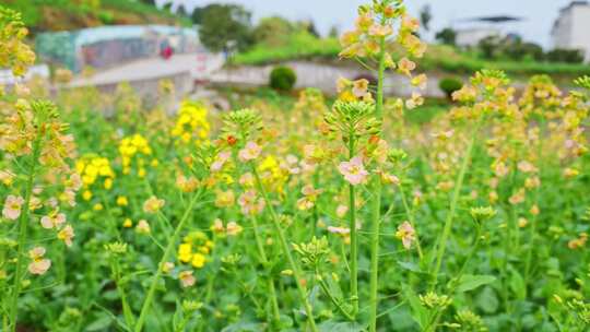 油菜花春天油菜花海油菜花田菜花花海