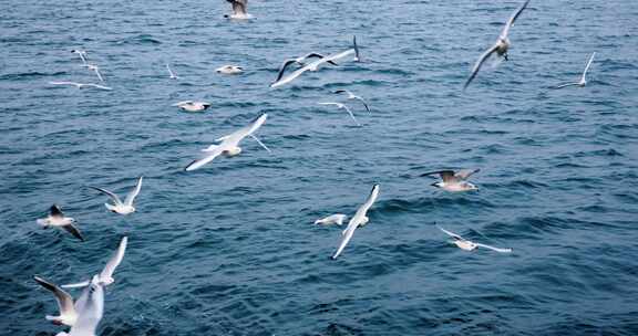 大海海面飞翔的海鸥