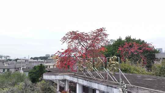 中国广东省广州市海珠区黄埔村木棉花