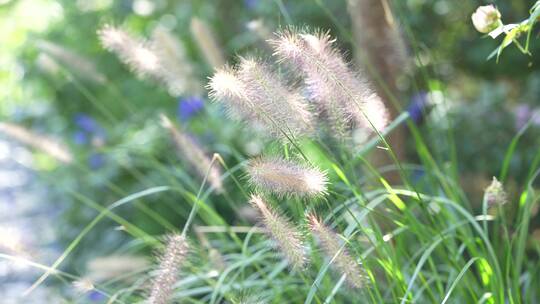 花草鲜花花朵微距特写视频素材模板下载