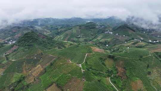 航拍广西绿色水果金桔种植基地