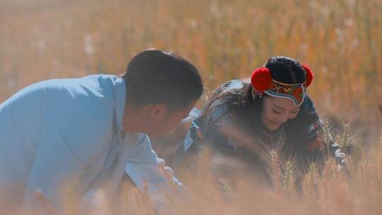 少数民族升格视频丰收季节金色麦子彝族情侣