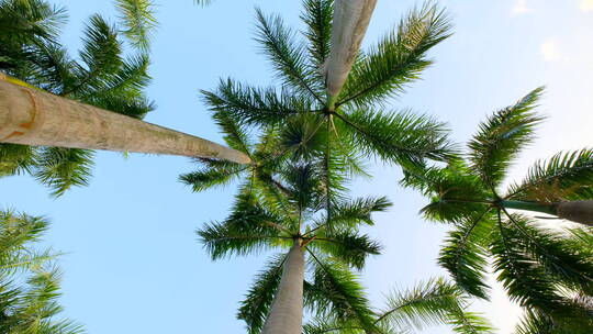 棕榈树观赏树大王椰子树