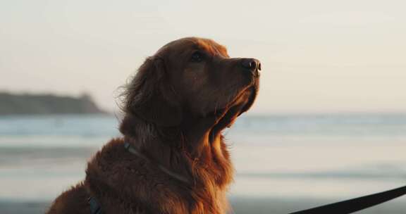 金毛猎犬，狗，海滩，日落