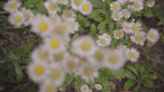 植物森林治愈雨水唯美意境清新自然
