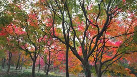 上海金山花开海上  红枫叶 红枫大道