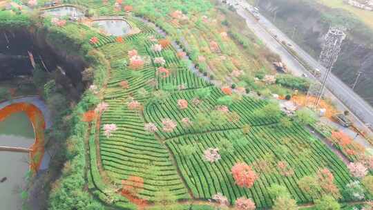 湖南郴州高椅岭樱花园