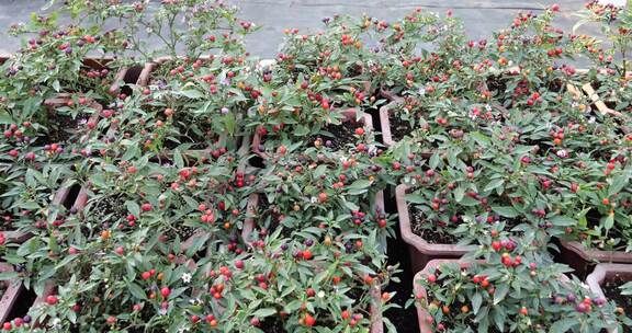 多彩果实盆栽植物展示