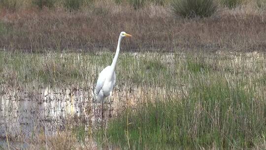 漫步在沼泽中的白色小鸟