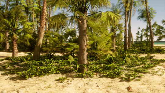 被许多棕榈树覆盖的沙滩视频素材模板下载