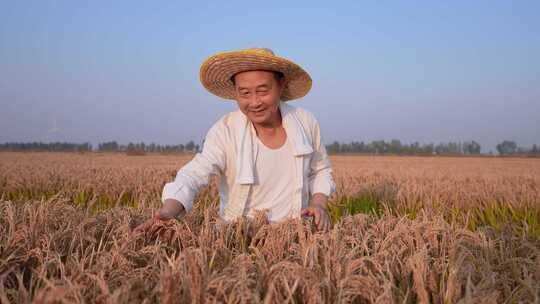 农民喜悦 农业水稻丰收 丰收喜悦