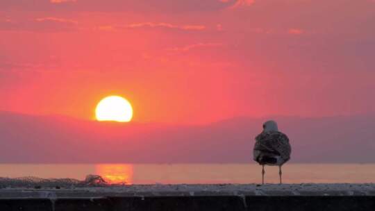 慢动作拍摄孤独的海鸥日落时飞走