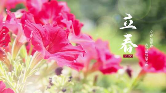 22实拍二节气立春油菜花鲜花祝福文字片头