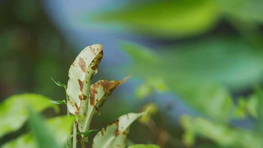 森林里的小溪水流瀑布