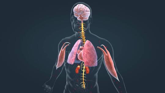 医学人体器官内分泌系统肾上腺素肝脏动画