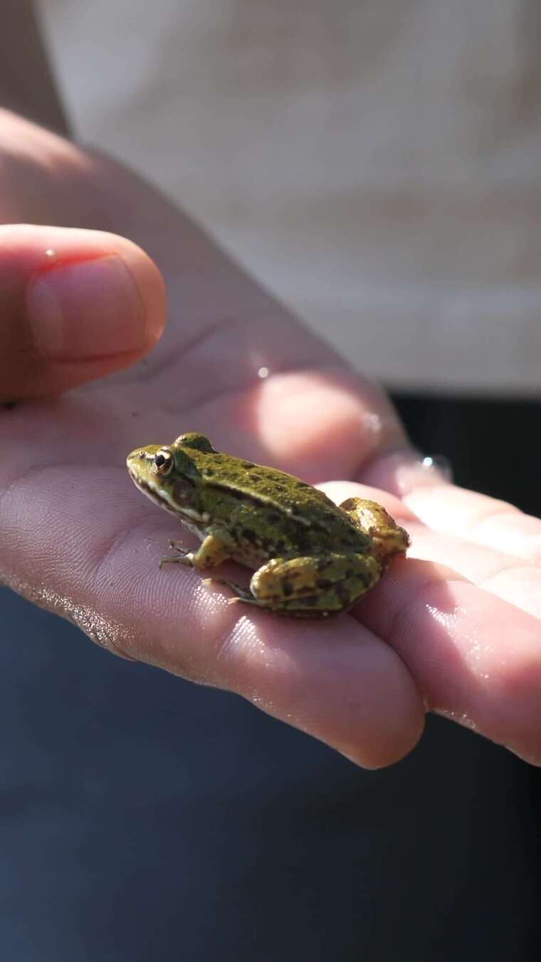 垂直视频男孩抱着湖边的小绿青蛙