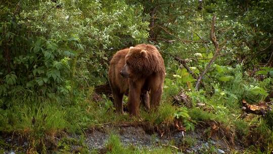 保护区中的棕熊