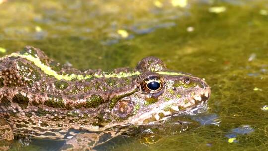 沼泽水面上的绿蛙