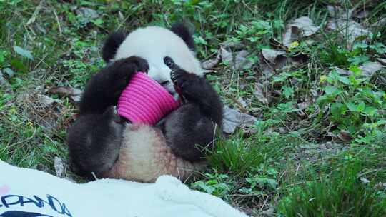 动物园大熊猫可爱幼崽宝宝视频合集