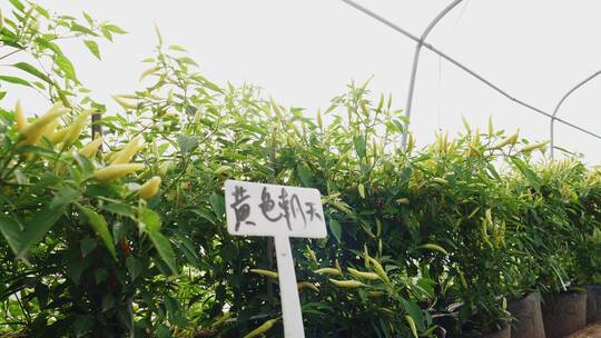 盆栽的辣椒35