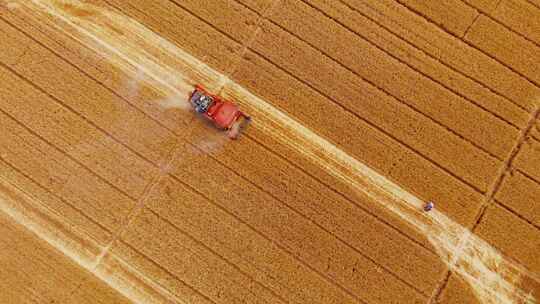 收割小麦丰收季节