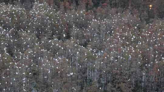 佛山市顺德伦教大涌水杉湿地候鸟白鹭群