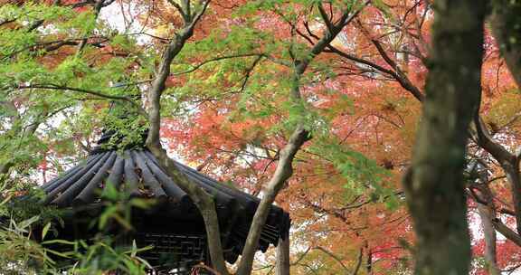 秋天阳光风吹火红枫叶古建筑局部特写