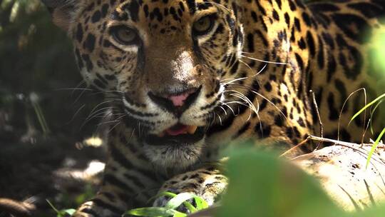 露出牙齿咆哮的美洲豹视频素材模板下载