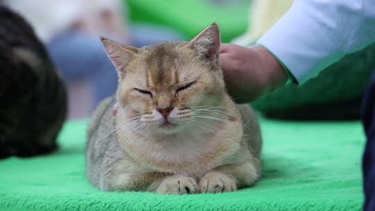 猫咪 萌宠 宠物猫 可爱 猫视频