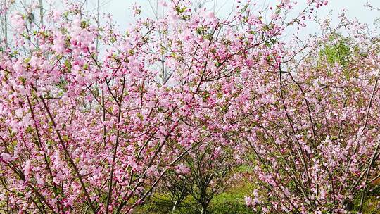 花朵合集