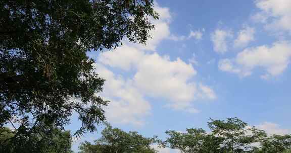 绿色植物 纯净的蓝天白云背景 空镜