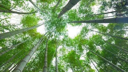 美丽的生态竹海竹林竹子参天竹林