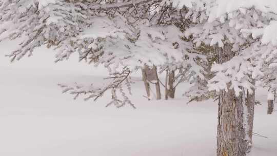 长白山下雪雪景