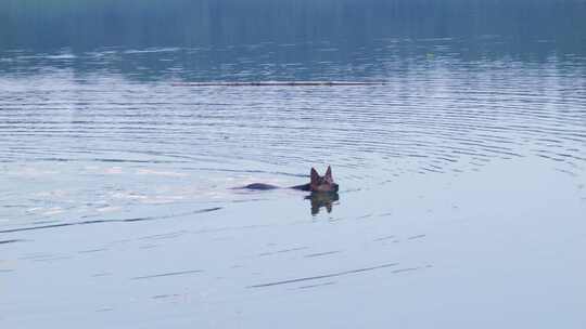 一条狼狗游泳