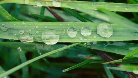 特写雨后大自然