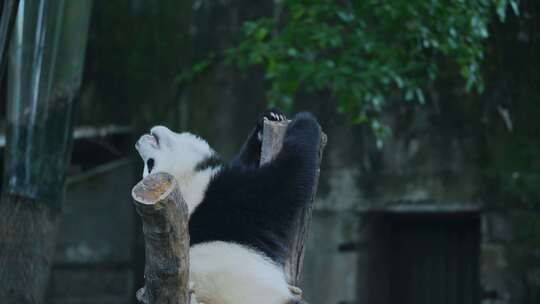 熊猫玩耍