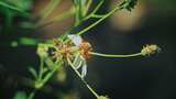 白花鬼针草开花春雷春雨春天绿植2570高清在线视频素材下载