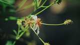 白花鬼针草开花春雷春雨春天绿植2570高清在线视频素材下载