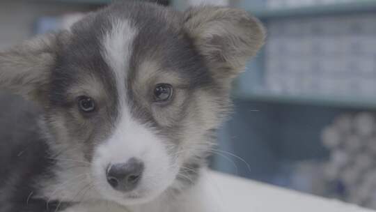 生病的柯基犬视频素材模板下载