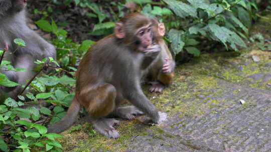 湖南旅游张家界景区猴山野生猴子