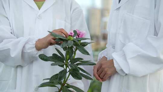 三农 农业 种植 植物