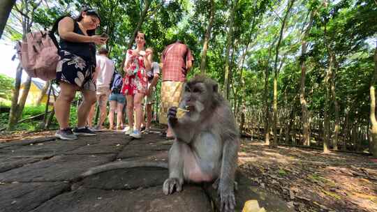 美女游客拍猴子巴厘岛美女度假旅行