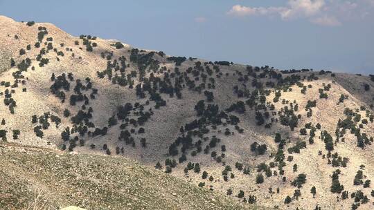 干旱石质山坡上的稀有树木