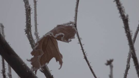 结冰霜的梧桐枯枝枯叶