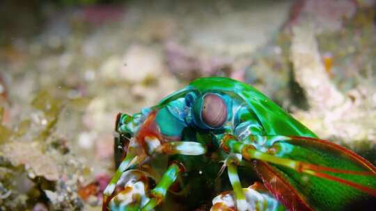 海洋生物视频素材模板下载