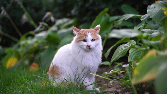 白色长毛猫在草坪花园中休息视频素材模板下载