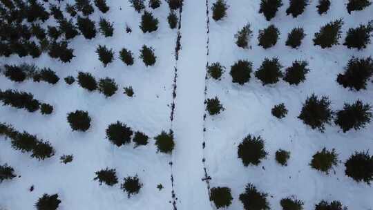 鸟瞰被树木覆盖的雪地