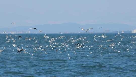海面上海鸥群飞翔的场景